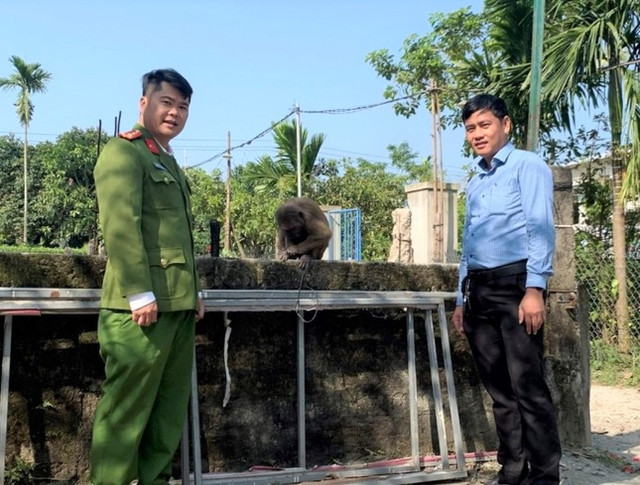 Bất ngờ phát hiện khỉ mặt đỏ quý hiếm ở TT-Huế - Hình 2 Bat ngo phat hien khi mat do quy hiem o TT-Hue-Hinh-2