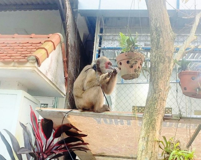 Bất ngờ phát hiện khỉ mặt đỏ quý hiếm ở TT-Huế Bat ngo phat hien khi mat do quy hiem o TT-Hue