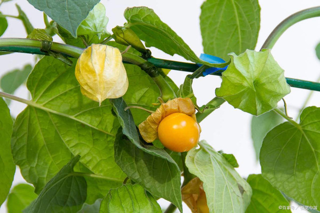 Loại quả mọc dại nhưng có tác dụng giải độc, trì hoãn lão hóa - Hình 2 Loai qua moc dai nhung co tac dung giai doc, tri hoan lao hoa-Hinh-2