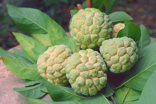 Quả na ngon, bổ dưỡng nhưng những người này tuyệt đối không nên ăn - Hình 3 Qua na ngon, bo duong nhung nhung nguoi nay tuyet doi khong nen an-Hinh-3