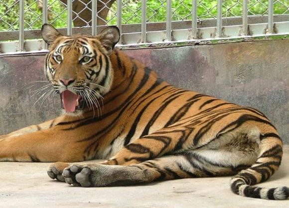 Vào giữa tháng 4, tài lộc vượng phát, sự nghiệp của 4 con giáp từng bước thăng hoa - Hình 3 Vao giua thang 4, tai loc vuong phat, su nghiep cua 4 con giap tung buoc thang hoa-Hinh-3