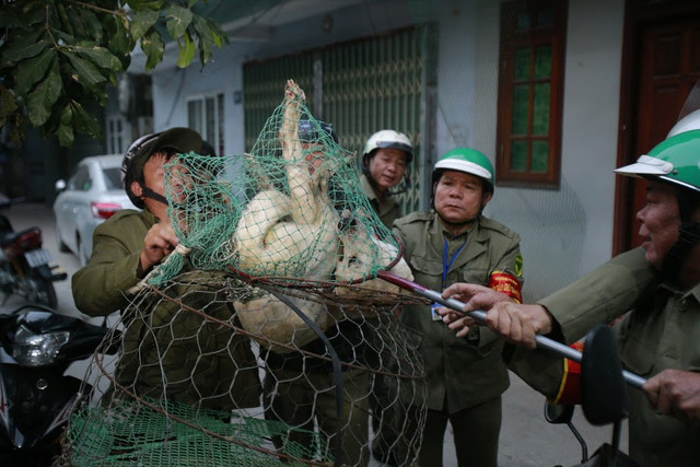 Gần 600 đội bắt chó thả rông ở Hà Nội hoạt động thế nào? Gan 600 doi bat cho tha rong o Ha Noi hoat dong the nao?