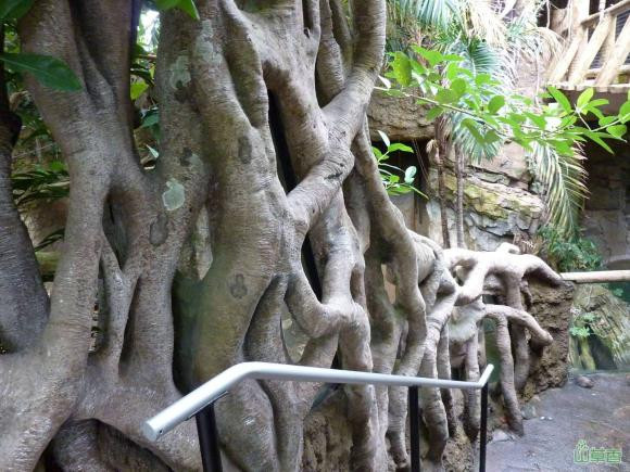 Tại sao không được trồng cây đa trong nhà, phong thủy có tốt không? - Hình 3 Tai sao khong duoc trong cay da trong nha, phong thuy co tot khong?-Hinh-3