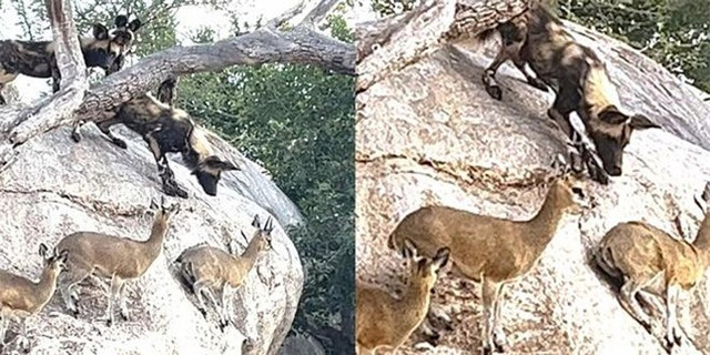 Bị đàn chó hoang vây giết, linh dương sống sót nhờ khả năng leo trèo tuyệt đỉnh ảnh 3 Bị đàn chó hoang vây giết, linh dương sống sót nhờ khả năng leo trèo tuyệt đỉnh ảnh 3