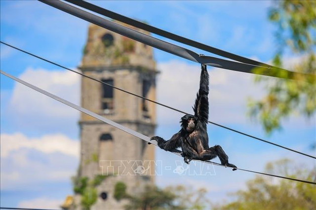 Khám phá 'Hòn đảo Mặt Trời mọc' trong công viên của Bỉ - Hình 4 Kham pha 'Hon dao Mat Troi moc' trong cong vien cua Bi-Hinh-4