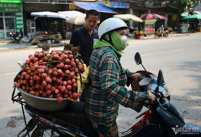 Thủ phủ vải thiều Lục Ngạn mất mùa, giá tăng gấp rưỡi - Hình 5 Thu phu vai thieu Luc Ngan mat mua, gia tang gap ruoi-Hinh-5
