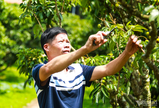 Thủ phủ vải thiều Lục Ngạn mất mùa, giá tăng gấp rưỡi - Hình 2 Thu phu vai thieu Luc Ngan mat mua, gia tang gap ruoi-Hinh-2