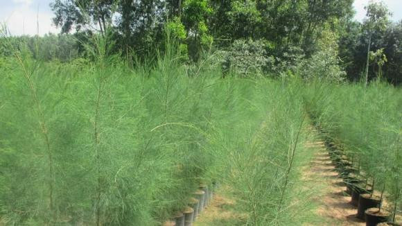 Trồng 5 cây này trước nhà hút âm khí, tài lộc khánh kiệt - Hình 5 Trong 5 cay nay truoc nha hut am khi, tai loc khanh kiet-Hinh-5