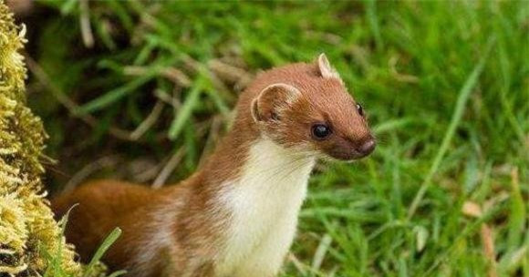 Nghiên cứu khoa học cho thấy thực sự là không thể giết chồn - Hình 5 Nghien cuu khoa hoc cho thay thuc su la khong the giet chon-Hinh-5