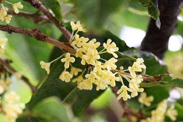 3 loại cây ông bà trồng con cháu hưởng, giàu sang phú quý 3 loai cay ong ba trong con chau huong, giau sang phu quy