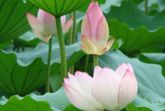 Những người có ngày sinh âm lịch này là người đáng ghen tị nhất - Hình 2 Nhung nguoi co ngay sinh am lich nay la nguoi dang ghen ti nhat-Hinh-2