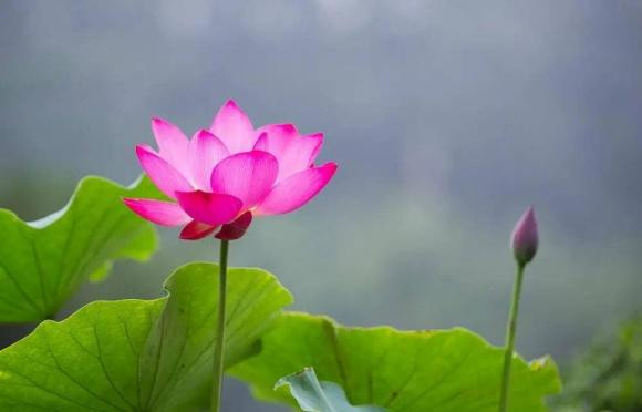 Những người có ngày sinh âm lịch này là người đáng ghen tị nhất - Hình 3 Nhung nguoi co ngay sinh am lich nay la nguoi dang ghen ti nhat-Hinh-3