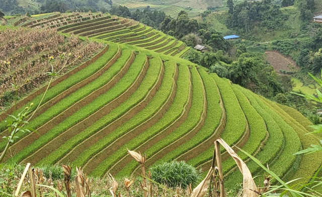 “Những chiếc thang tuyệt vời leo lên bầu trời Tây Bắc“ - Hình 9 “Nhung chiec thang tuyet voi leo len bau troi Tay Bac“-Hinh-9
