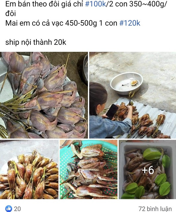 Thịt cò, vạc rao bán tràn lan trên mạng, giá chỉ từ 40 nghìn đồng/con - Hình 4 Thit co, vac rao ban tran lan tren mang, gia chi tu 40 nghin dong/con-Hinh-4