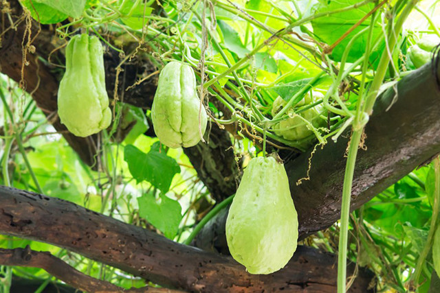Ngọn su su xào tỏi bổ thận tráng dương và là vị thuốc quý - Hình 2 Ngon su su xao toi bo than trang duong va la vi thuoc quy-Hinh-2
