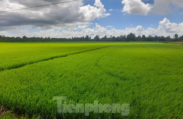 Chưa từng có: Lúa mới được 1 tháng tuổi 'cò' đã đặt cọc - Hình 2 Chua tung co: Lua moi duoc 1 thang tuoi 'co' da dat coc-Hinh-2