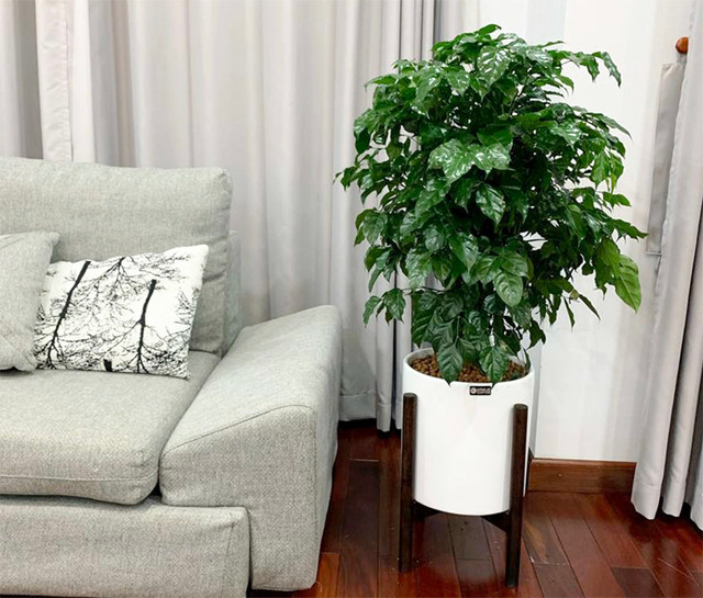 Cách trồng và những lợi ích bất ngờ của cây hạnh phúc ảnh 1 Cách trồng và những lợi ích bất ngờ của cây hạnh phúc ảnh 1