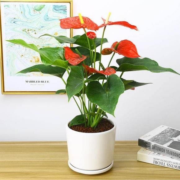 7 loại cây cảnh chưng trong phòng khách là vượng phu ích tử - Hình 2 7 loai cay canh chung trong phong khach la vuong phu ich tu-Hinh-2
