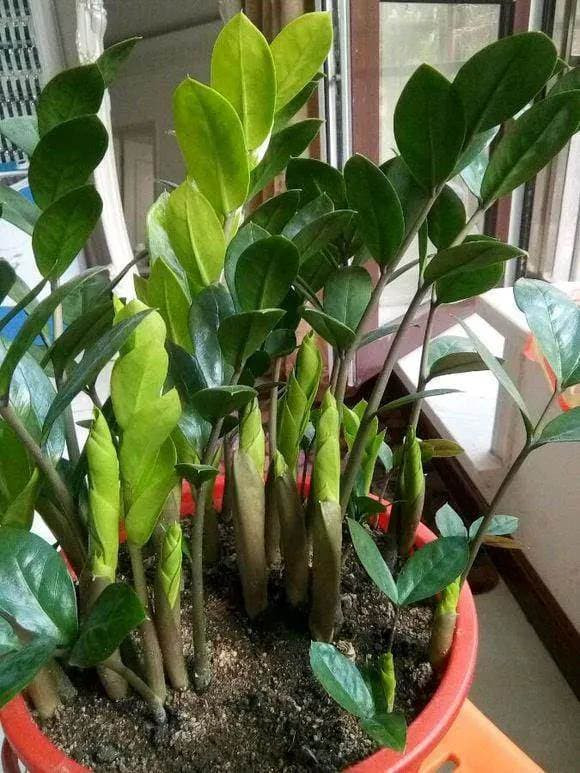 7 loại cây cảnh chưng trong phòng khách là vượng phu ích tử - Hình 6 7 loai cay canh chung trong phong khach la vuong phu ich tu-Hinh-6