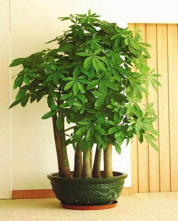 7 loại cây cảnh chưng trong phòng khách là vượng phu ích tử - Hình 5 7 loai cay canh chung trong phong khach la vuong phu ich tu-Hinh-5