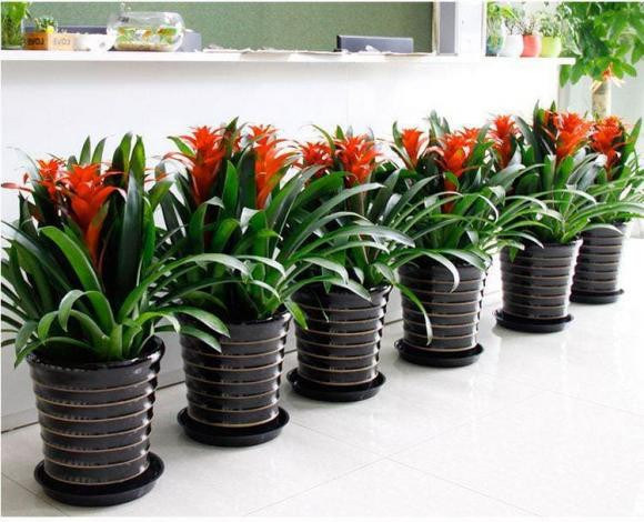 7 loại cây cảnh chưng trong phòng khách là vượng phu ích tử - Hình 3 7 loai cay canh chung trong phong khach la vuong phu ich tu-Hinh-3