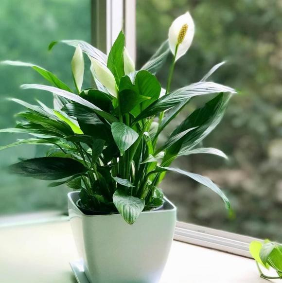 7 loại cây cảnh chưng trong phòng khách là vượng phu ích tử 7 loai cay canh chung trong phong khach la vuong phu ich tu