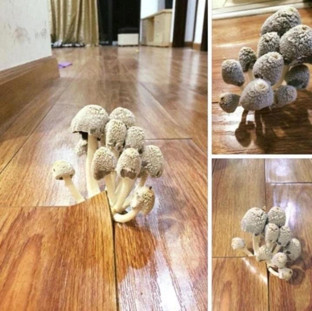 Trở lại phòng trọ sau Tết, sinh viên "xỉu ngang, xỉu dọc" vì ám ảnh - Hình 6 Tro lai phong tro sau Tet, sinh vien