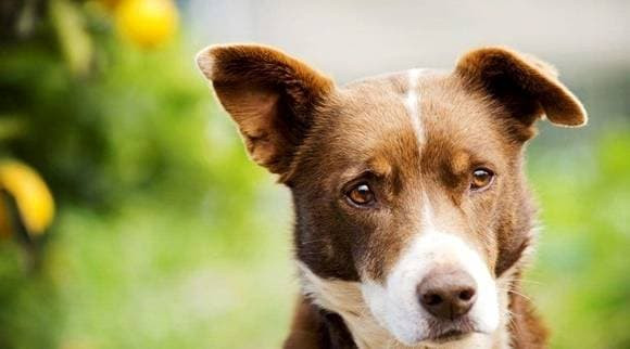 Thú cưng có cần cạo lông vào những ngày nóng không? Thu cung co can cao long vao nhung ngay nong khong?