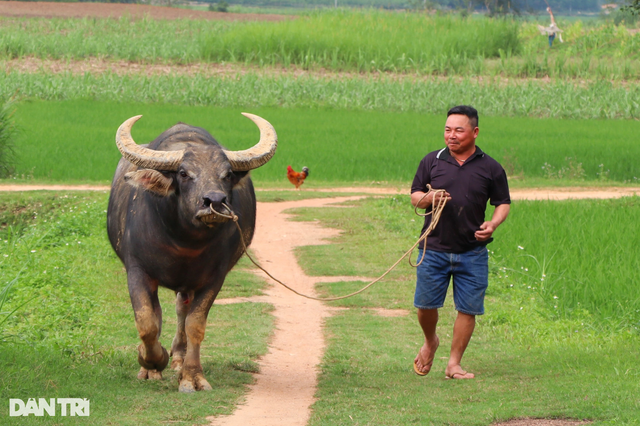 Lái buôn tiết lộ bí quyết luyện trâu chọi, bán hốt bạc - Hình 8 Lai buon tiet lo bi quyet luyen trau choi, ban hot bac-Hinh-8