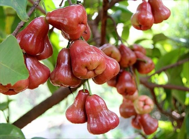 Quả roi nhiều lợi ích, phòng ung thư nhưng cần lưu ý điều sau Qua roi nhieu loi ich, phong ung thu nhung can luu y dieu sau