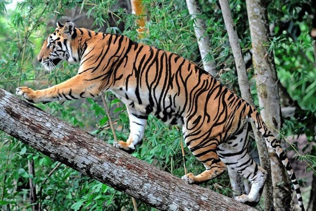 "Thái Bạch thổi sạch khó khăn": 4 tuổi tiền về như nước 30 ngày tới