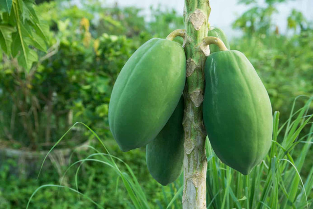 Một số người không nên ăn đu đủ - Hình 2 Mot so nguoi khong nen an du du-Hinh-2