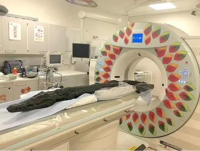 Chụp CT xác ướp cá sấu hé lộ bí mật 3.000 năm trước Chup CT xac uop ca sau he lo bi mat 3.000 nam truoc