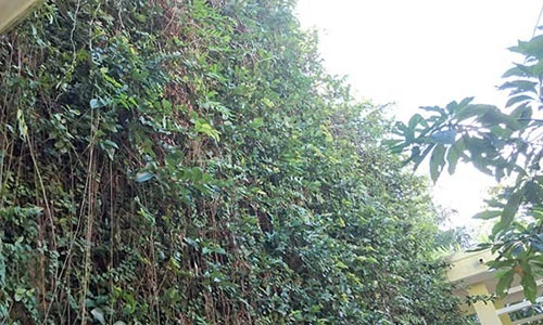 Vườn cây mọc trên tường bê tông thẳng đứng vẫn tốt tươi