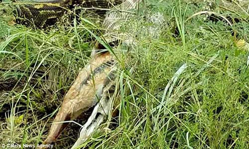 Khiếp đảm trăn khổng lồ há mồm, cả một con nai “chui” ra