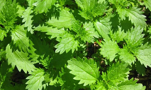 Những loại cỏ dại ăn được chứa nhiều chất dinh dưỡng 