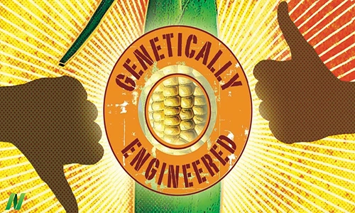 Ưu nhược điểm của thực phẩm GMO từ góc độ ăn chay