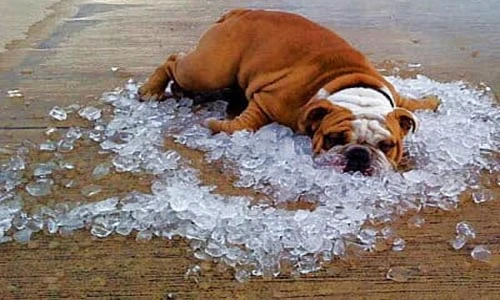 Cách làm mát trong ngày nóng để mùa hè không còn là ác mộng