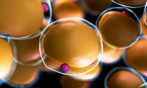 Lầm tưởng về mỡ thừa khiến giảm cân thất bại thảm hại