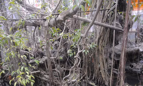 Cận cảnh cây sanh đẹp siêu độc giá 14 tỷ