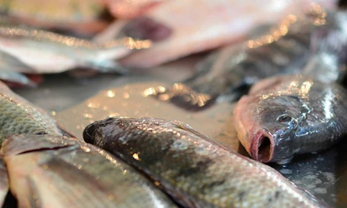 Những điều cần cân nhắc khi ăn cá rô phi