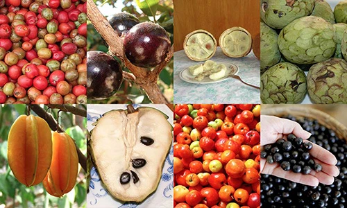 Những loại hoa quả bình dân phục vụ Olympic Rio 2016