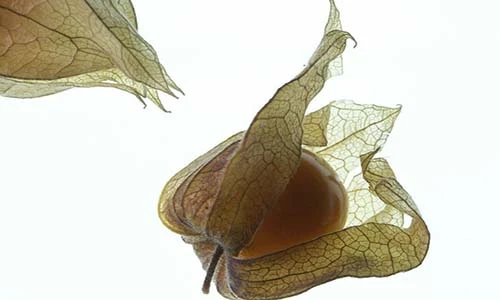 Hoa quả Việt Nam lop top ngon và hiếm nhất thế giới