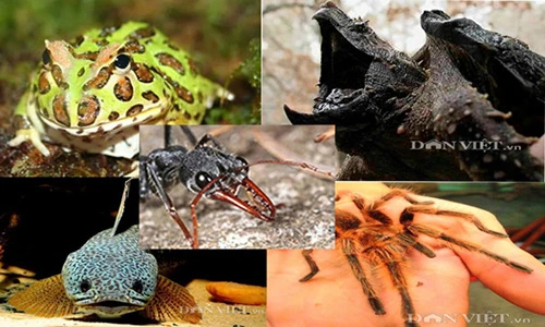 Dân phố Việt đua nhau chơi sinh vật kỳ dị