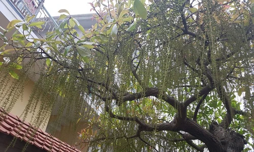 Chùm ảnh: Thú chơi đại gia thua hết nông dân