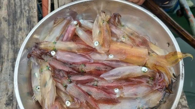Mực nhảy Vũng Áng - Món ngon khó cưỡng khi đến Hà Tĩnh