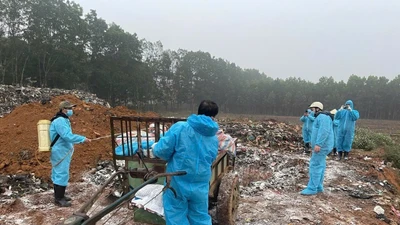Dịch tả lợn Châu Phi diễn biến phức tạp ở Thanh Hóa