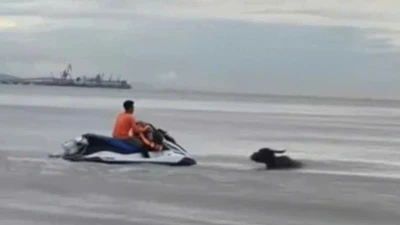 Giải cứu thành công đàn trâu bị nước lũ cuốn trôi ra biển Cửa Lò