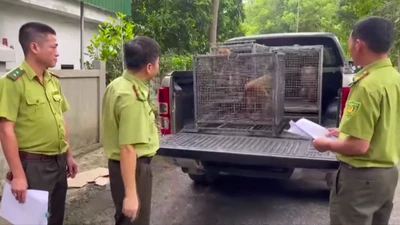 Vườn Quốc gia Pù Mát tiếp nhận 5 cá thể động vật hoang dã 