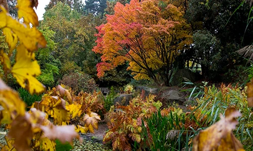 Cảnh sắc mùa thu mê đắm lòng người ở nước Anh